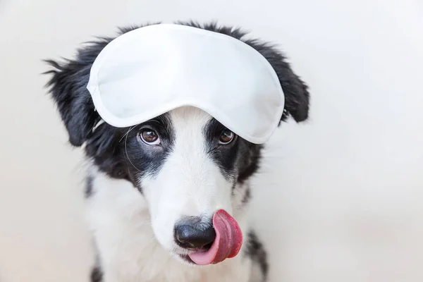 Beyaz arka planda izole edilmiş uyuyan göz maskeli komik, gülen yavru köpek sınır köpeği çoban köpeği. — Stok fotoğraf