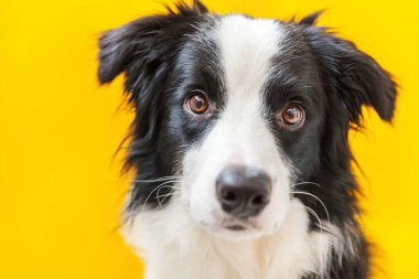 Sarı arka planda sevimli gülümseyen yavru köpek sınır köpeğinin komik stüdyo portresi.
