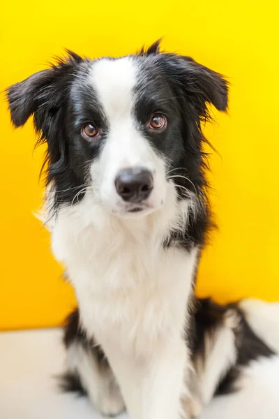 Funny studio portrait of cute smilling puppy dog border collie on yellow background — ストック写真