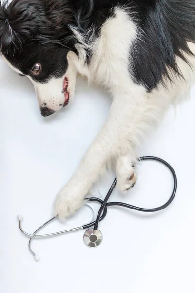 Τα σύνορα κόλεϋ και στηθοσκόπιο απομονώθηκαν σε λευκό φόντο. Μικρό σκυλί στη ρεσεψιόν στο κτηνιατρικό γιατρό στην κλινική ΕΕΚ — Φωτογραφία Αρχείου
