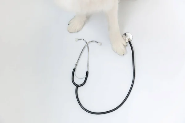 Puppy perro borde collie patas y estetoscopio aislado sobre fondo blanco. Perro pequeño en recepción en el médico veterinario en la clínica veterinaria —  Fotos de Stock