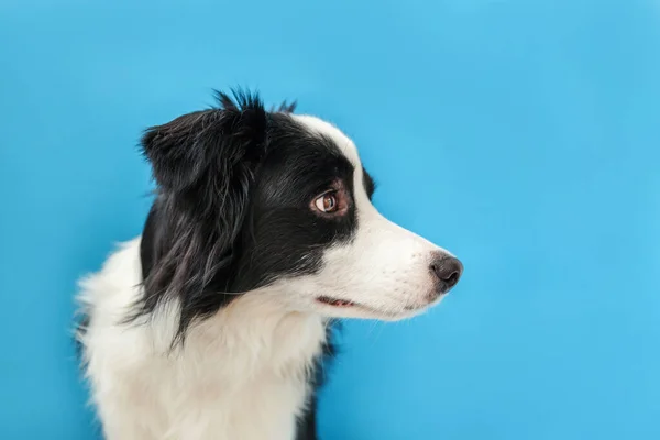 Funny studio portrait of cute smilling puppy dog border collie on blue background — ストック写真