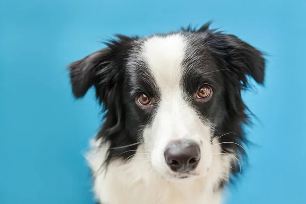 Vtipné studio portrét roztomilé usměvavé štěně pes ohraničení kolie na modrém pozadí — Stock fotografie