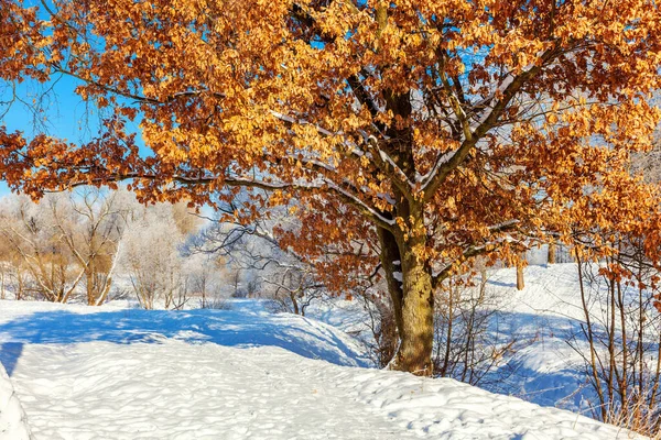 Ледяные деревья в снежном лесу, холодная погода в солнечное утро — стоковое фото