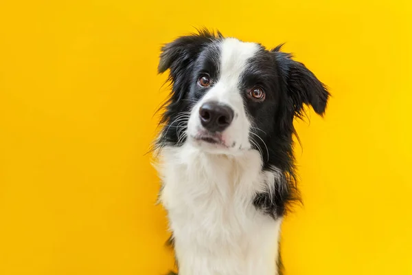 Funny studio portrait of cute smilling puppy dog border collie on yellow background — ストック写真