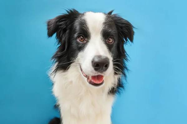 Funny studio portrait of cute smilling puppy dog border collie on blue background — ストック写真