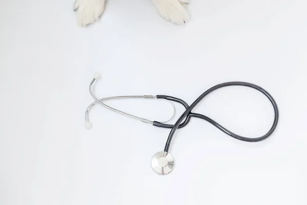 Puppy perro borde collie patas y estetoscopio aislado sobre fondo blanco. Perro pequeño en recepción en el médico veterinario en la clínica veterinaria — Foto de Stock