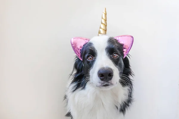 Funny Kawaii portrait puppy dog border collie with unicorn horn isolated on white background — ストック写真