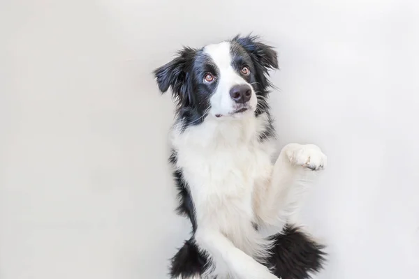 かわいい smilling 子犬犬ボーダーコリー白い背景で隔離の面白いスタジオ肖像画。注視と報酬を待っている家族の小さな犬の新しい素敵なメンバーです。ペットのケアと動物の概念. — ストック写真