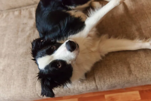かわいい smilling 子犬犬ボーダーコリーのソファの上の面白い肖像画。自宅の家族の小さな犬の新しい素敵なメンバーと待っています。ペットのケアと動物の概念. — ストック写真