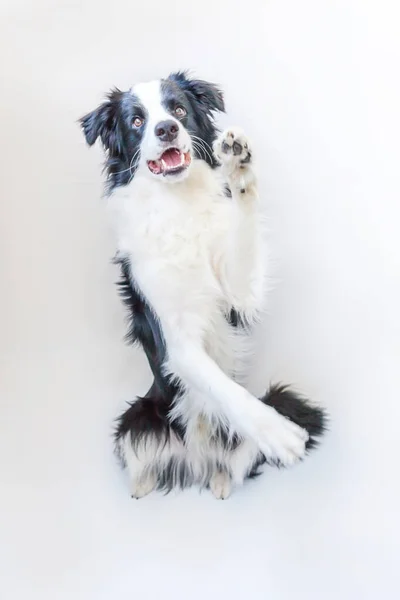 かわいい Smilling 子犬犬ボーダーコリー白い背景で隔離の面白いスタジオ肖像画 注視と報酬を待っている家族の小さな犬の新しい素敵なメンバーです ペットのケアと動物の概念 — ストック写真
