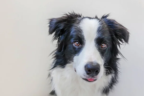 かわいい Smilling 子犬犬ボーダーコリー白い背景で隔離の面白いスタジオ肖像画 注視と報酬を待っている家族の小さな犬の新しい素敵なメンバーです ペットのケアと動物の概念 — ストック写真