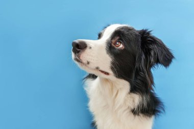 Mavi arka plan üzerinde izole sevimli smilling köpek yavrusu sınır collie Komik stüdyo portresi. Ailenin yeni güzel üyesi küçük köpek bakıyor ve ödül bekliyor. Evcil hayvan bakımı ve hayvan konsepti.