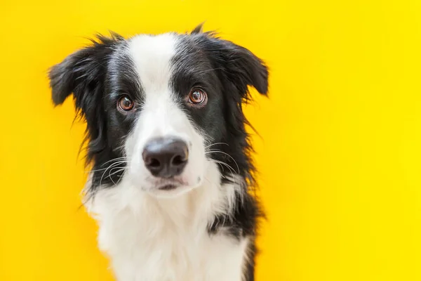 黄色の背景に隔離されたかわいい笑顔の子犬犬の国境コリーの面白いスタジオの肖像画。家族の小さな犬の新しい素敵なメンバーは、報酬を見て待っています。ペットケアと動物のコンセプト — ストック写真