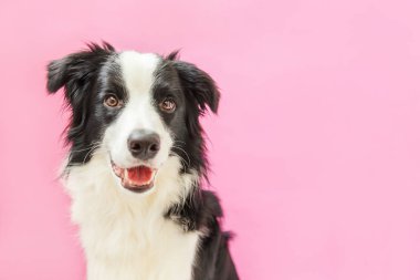 Pembe arka planda izole edilmiş şirin gülümseyen yavru köpek sınır köpeğinin komik stüdyo portresi. Ailenin yeni sevimli üyesi küçük köpek gözlerini dikip ödül bekliyor. Hayvan bakımı ve hayvan bakımı kavramı