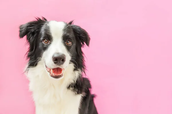 ピンクの背景に隔離されたかわいい笑顔の子犬犬の国境コリーの面白いスタジオの肖像画。家族の小さな犬の新しい素敵なメンバーは、報酬を見て待っています。ペットケアと動物のコンセプト — ストック写真