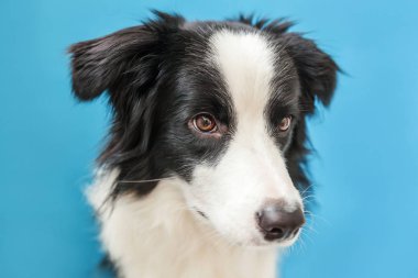 Mavi arka plan üzerinde izole sevimli smilling köpek yavrusu sınır collie Komik stüdyo portresi. Ailenin yeni güzel üyesi küçük köpek bakıyor ve ödül bekliyor. Evcil hayvan bakımı ve hayvan konsepti