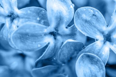 2020 'nin klasik mavisi renginde leylak çiçekleri. Parlak Macro renk 19-4052 kullanıyor. İlham verici doğal bahar çiçekli arka plan