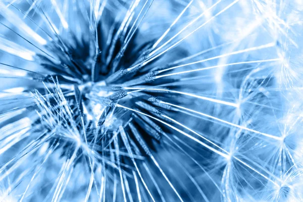 Dandelion seeds colored in trendy color of year 2020 Classic Blue. Bright Macro using color 19-4052. Inspirational natural floral spring blooming background