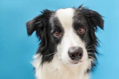Mavi arka plan üzerinde izole sevimli smilling köpek yavrusu sınır collie Komik stüdyo portresi. Ailenin yeni güzel üyesi küçük köpek bakıyor ve ödül bekliyor. Evcil hayvan bakımı ve hayvan konsepti