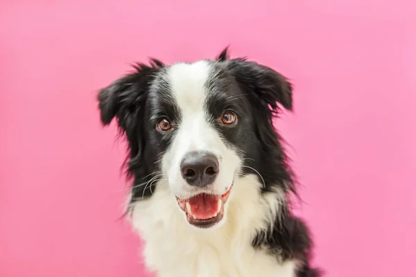 ピンクの背景に隔離されたかわいい笑顔の子犬犬の国境コリーの面白いスタジオの肖像画。家族の小さな犬の新しい素敵なメンバーは、報酬を見て待っています。ペットケアと動物のコンセプト — ストック写真