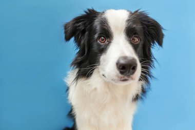 Mavi arka plan üzerinde izole sevimli smilling köpek yavrusu sınır collie Komik stüdyo portresi. Ailenin yeni güzel üyesi küçük köpek bakıyor ve ödül bekliyor. Evcil hayvan bakımı ve hayvan konsepti