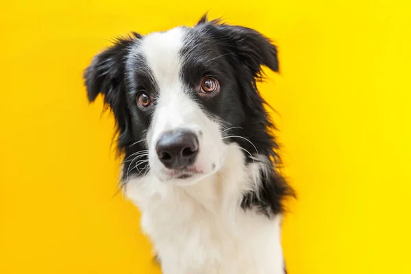 黄色の背景に隔離されたかわいい笑顔の子犬犬の国境コリーの面白いスタジオの肖像画。家族の小さな犬の新しい素敵なメンバーは、報酬を見て待っています。ペットケアと動物のコンセプト — ストック写真
