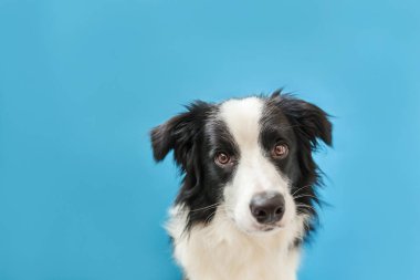 Mavi arka plan üzerinde izole sevimli smilling köpek yavrusu sınır collie Komik stüdyo portresi. Ailenin yeni güzel üyesi küçük köpek bakıyor ve ödül bekliyor. Evcil hayvan bakımı ve hayvan konsepti