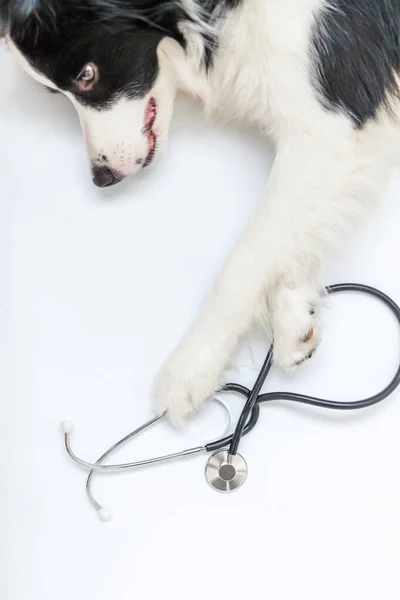 Valp hund gränsen collie och stetoskop isolerad på vit bakgrund. Liten hund i receptionen på veterinär läkare på veterinärkliniken. Djurhälsovård och djurskydd — Stockfoto