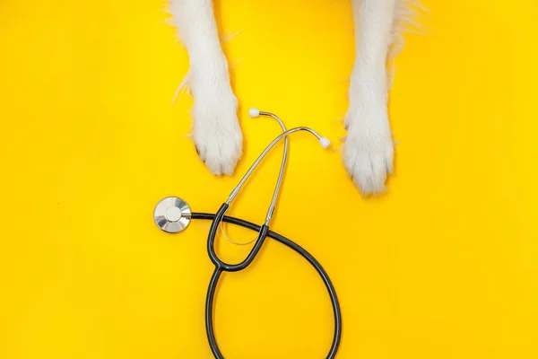 Valp hund gränsen collie tassar och stetoskop isolerad på gul bakgrund. Liten hund i receptionen på veterinär läkare på veterinärkliniken. Djurhälsovård och djurskydd — Stockfoto