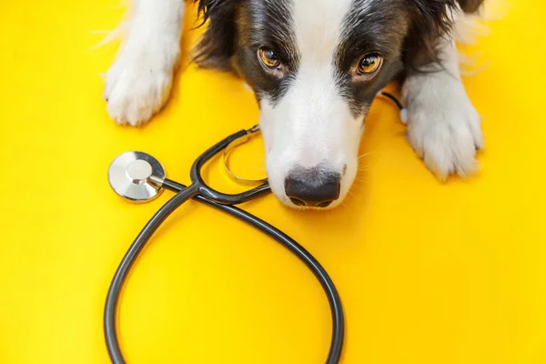Puppy σκυλί σύνορα κόλλεϊ και στηθοσκόπιο απομονώνονται σε κίτρινο φόντο. Ένα σκυλάκι στη ρεσεψιόν του κτηνιατρικού γιατρού στην κλινική βετεράνων. Έννοια της υγειονομικής περίθαλψης και των ζώων συντροφιάς — Φωτογραφία Αρχείου