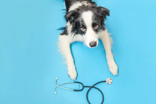 Puppy σκυλί σύνορα κόλλεϊ και στηθοσκόπιο απομονώνονται σε μπλε φόντο. Ένα σκυλάκι στη ρεσεψιόν του κτηνιατρικού γιατρού στην κλινική βετεράνων. Έννοια της υγειονομικής περίθαλψης και των ζώων συντροφιάς — Φωτογραφία Αρχείου