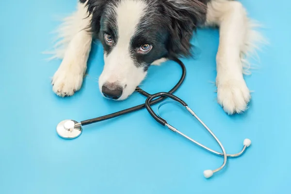 Puppy σκυλί σύνορα κόλλεϊ και στηθοσκόπιο απομονώνονται σε μπλε φόντο. Ένα σκυλάκι στη ρεσεψιόν του κτηνιατρικού γιατρού στην κλινική βετεράνων. Έννοια της υγειονομικής περίθαλψης και των ζώων συντροφιάς — Φωτογραφία Αρχείου