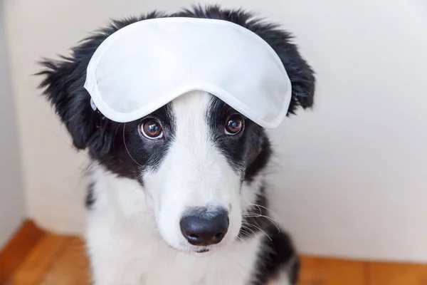 Funny cute smilling puppy dog border collie with sleeping eye mask at home indoor background — Stock Photo, Image