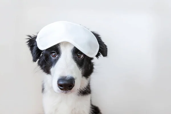 Śmieszne cute smilling szczeniak granica collie z maską snu oczy izolowane na białym tle — Zdjęcie stockowe