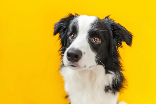 Divertido retrato de estudio de lindo olor a perro collie borde del perro aislado sobre fondo amarillo. Nuevo miembro encantador de la familia pequeño perro mirando y esperando la recompensa. Cuidado de mascotas y concepto de animales — Foto de Stock