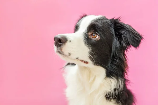 Amuzant portret studio de drăguț câine zâmbitor frontieră Collie izolat pe fundal roz. Un nou membru minunat al familiei mic câine uitându-se și așteptând recompensa. Îngrijirea animalelor și conceptul de animale — Fotografie, imagine de stoc