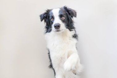 Komik stüdyo portre sevimli güleryüzlü köpek yavrusu köpek kenar kömür ocağı beyaz arka plan üzerinde izole. Bakarız ve ödül için bekleyen aile küçük köpek yeni güzel üyesi. Evde beslenen hayvan kaygı ve hayvanlar kavramı.