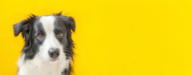 Sarı arka planda izole edilmiş şirin gülümseyen köpek yavrusu Collie 'nin komik stüdyo portresi. Ailenin yeni sevimli üyesi küçük köpek gözlerini dikip ödül bekliyor. Hayvan bakımı ve hayvan bakımı konsepti