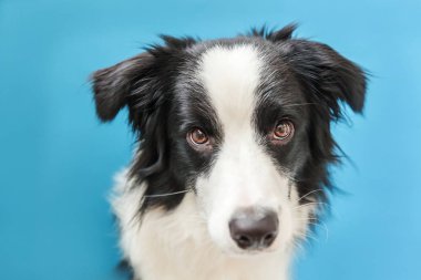 Mavi arka plan üzerinde izole sevimli smilling köpek yavrusu sınır collie Komik stüdyo portresi. Ailenin yeni güzel üyesi küçük köpek bakıyor ve ödül bekliyor. Evcil hayvan bakımı ve hayvan konsepti