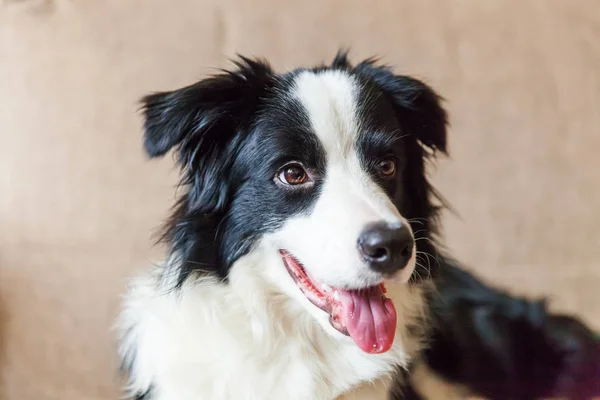 Αστεία πορτρέτο του περιποιημένο χαριτωμένο κουτάβι σκυλί κόλλεϊ συνόρων στον καναπέ. Νέο υπέροχο μέλος της οικογένειας μικρό σκυλί στο σπίτι ατενίζοντας και αναμονή. Κατοικίδιο ζώο φροντίδα και ζώα έννοια. — Φωτογραφία Αρχείου