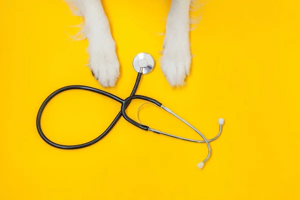 Valp hund gränsen collie tassar och stetoskop isolerad på gul bakgrund. Liten hund i receptionen på veterinär läkare på veterinärkliniken. Djurhälsovård och djurskydd — Stockfoto