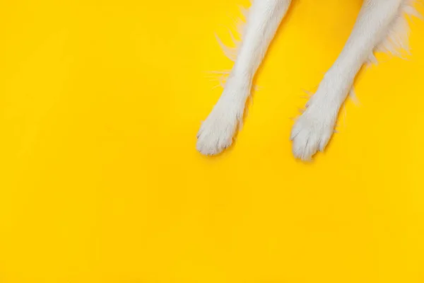Grappige puppy hondenrand collie pootjes van dichtbij geïsoleerd op gele achtergrond. Dierenverzorging en dierenconcept. Hondenpoot bovenaanzicht. Platte lay kopieerruimte voor tekst. — Stockfoto