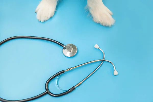 Valp hund gränsen collie tassar och stetoskop isolerad på blå bakgrund. Liten hund i receptionen på veterinär läkare på veterinärkliniken. Djurhälsovård och djurskydd — Stockfoto