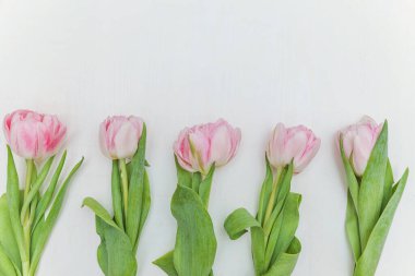 Kırsal beyaz ahşap sırtında taze pembe laleler.
