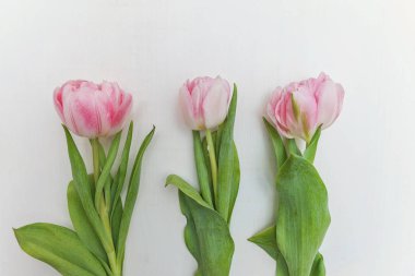 Kırsal beyaz ahşap sırtında taze pembe laleler.