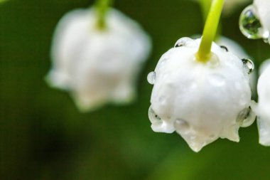 Yağmur sonra damla ile vadi veya Mayıs-zambak çiçekler güzel koku zambak