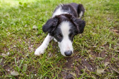 Park veya bahçe arka planda yeşil çim çim üzerinde yatarken sevimli gülümseme yavru köpek sınır Collie komik açık portre