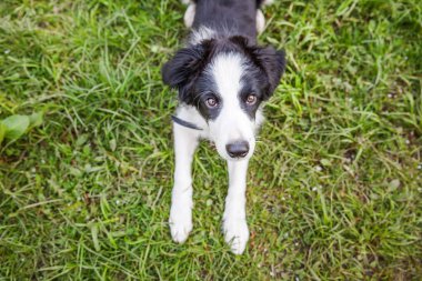 Park veya bahçe arka planda yeşil çim çim üzerinde yatarken sevimli gülümseme yavru köpek sınır Collie komik açık portre