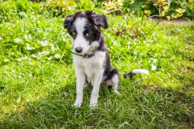 Park veya bahçe arka planda yeşil çim çim üzerinde oturan sevimli gülümseme yavru köpek sınır Collie komik açık portre